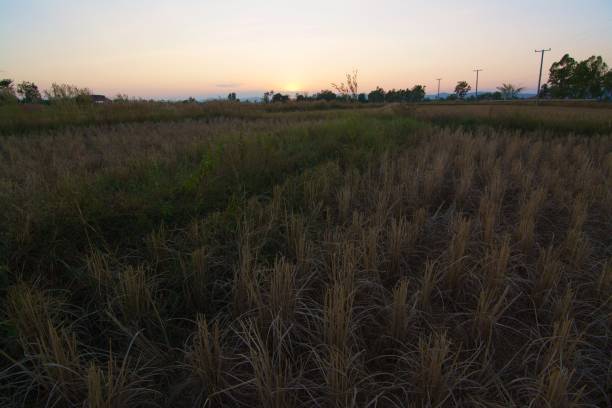 istock Rice paddy stubble after harvesting 891178630