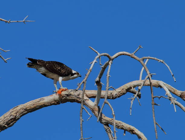 istock Osprey on a Branch with a Koi in its Talons 891187494