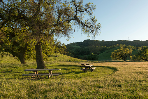 A trio of picnic tables sit at the base of a tree in the Coyote Valley open Space Preserve