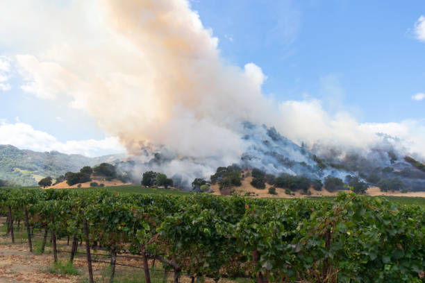 bağ yangın - wildfire smoke stok fotoğraflar ve resimler
