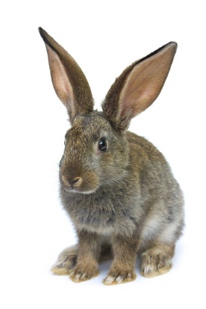 istock Happy New Year of rabbit 891197840