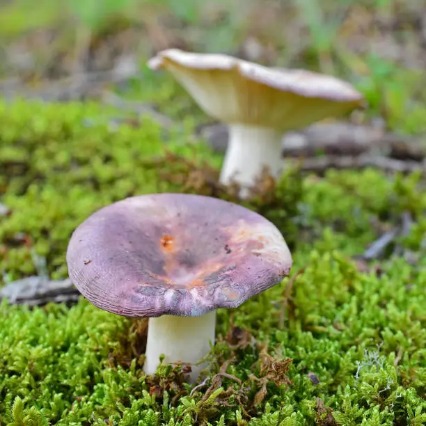 russula cyanoxantha mushroom also known as the charcoal burner"n