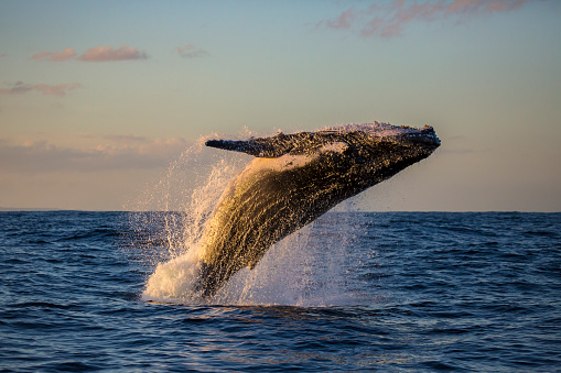 Humpback whale breaching shot at sunset off Manly Beach, Sydney, New South Wales, Australia. Taken during whale watching sunset tour