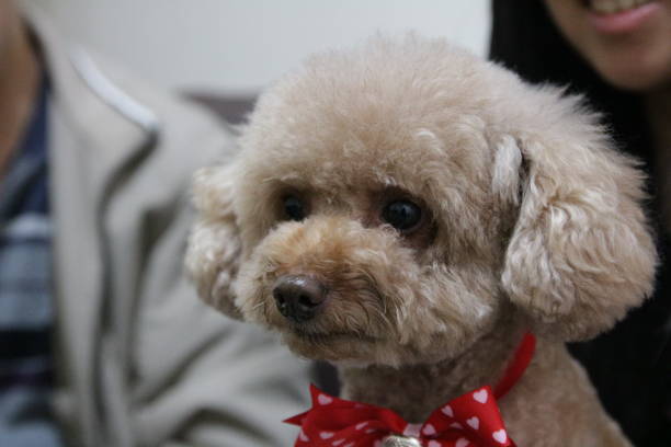 istock Cute toy poodle portraits 891201082