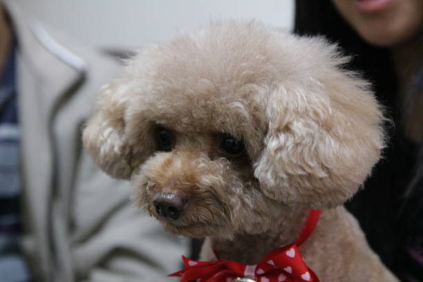 istock Cute toy poodle portraits 891201124