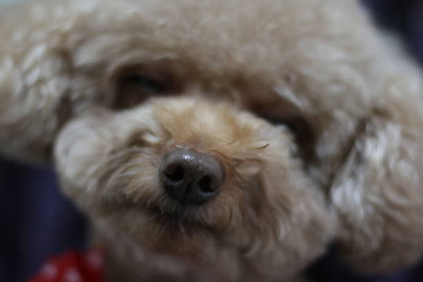 istock Cute toy poodle portraits 891201146
