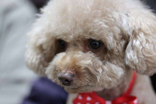 istock Cute toy poodle portraits 891201226