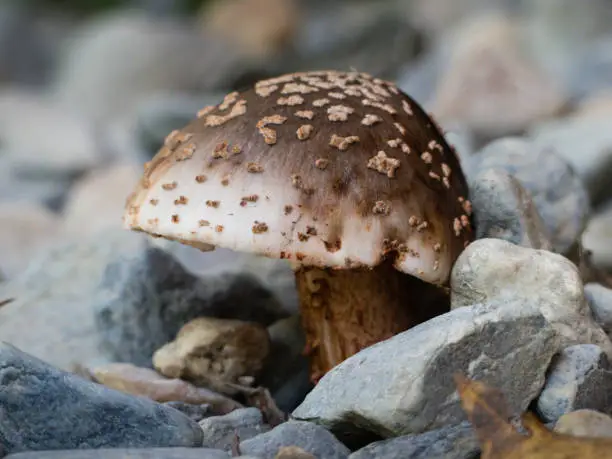 Photo of The Blusher Fungi (Amanita aff rubescens)