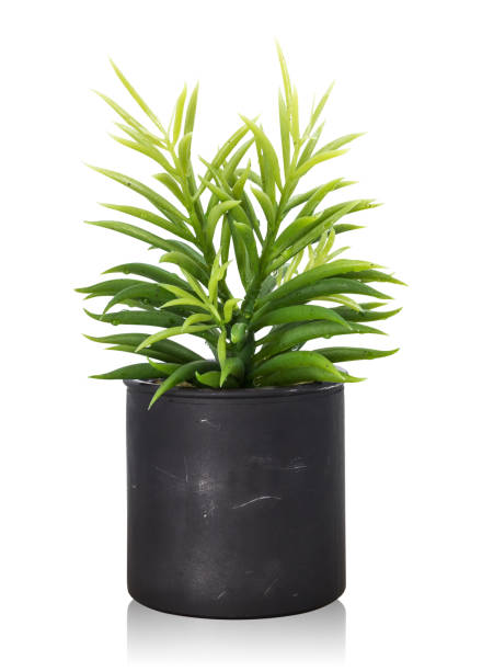 istock Tree pot isolated on white background. Houseplant for decorations. ( Clipping paths ) 891217246