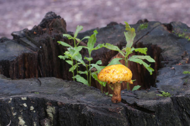 istock Pholiota aurivella mushroom and Oak seedlings 891242470