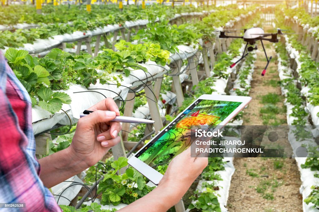 Smart agriculture , precision farming concept. Farmer using drone and NIR images application screen used to check health maps for alert disease vegetation in vertical strawberry farm with flare light. Agriculture Stock Photo