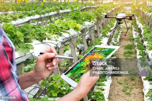 Smart Agriculture Precision Farming Concept Farmer Using Drone And Nir Images Application Screen Used To Check Health Maps For Alert Disease Vegetation In Vertical Strawberry Farm With Flare Light Stock Photo - Download Image Now