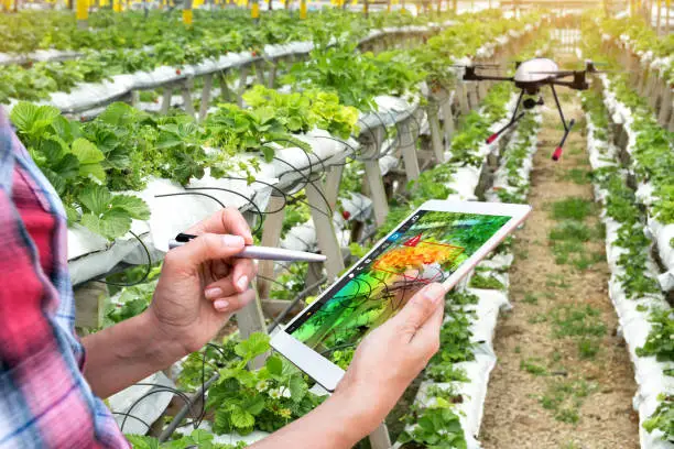 Photo of Smart agriculture , precision farming concept. Farmer using drone and NIR images application screen used to check health maps for alert disease vegetation in vertical strawberry farm with flare light.