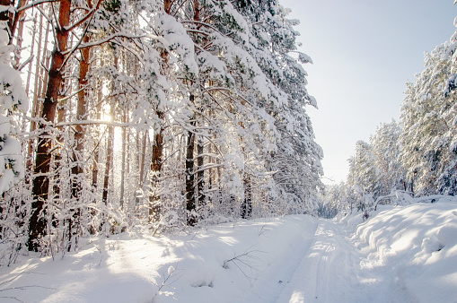 Winter bright air white frozen pine trees forest taiga in snow Altai Mountains, Siberia, Russia