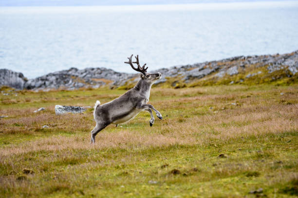 Reindeer stock photo