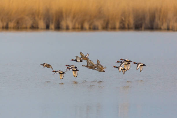 istock group of red-crested ducks (netta rufina)  flying over water surface at reed belt 891284206