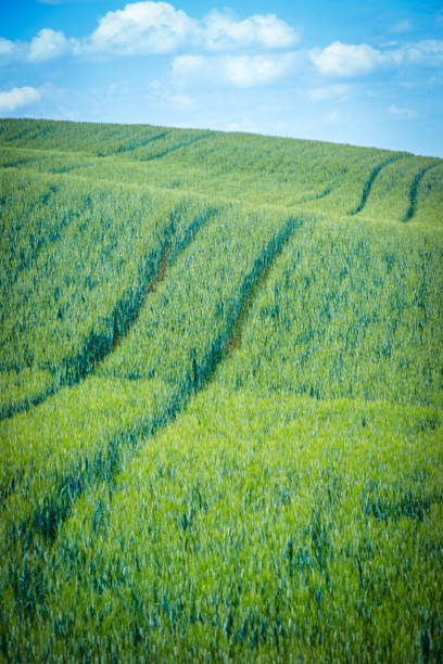 istock 4 Seasons. Beautiful Tuscany landscape 891289070