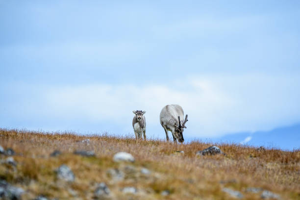 View through vehicle window to reindeer on highway and snowcapped mountain, The Wilderness Road, Vildmarksvagen