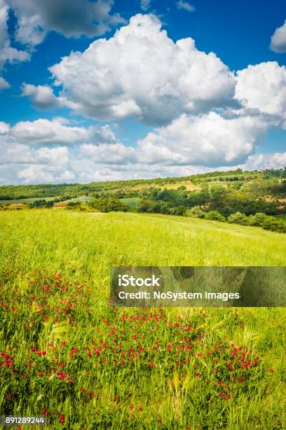 4 Seasons Amazing Spring Poppy Field Landscape Against Beautiful Sky Stock Photo - Download Image Now