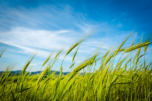 Green wheat field swaying in the breeze under a blue sky. Tuscany, Italy