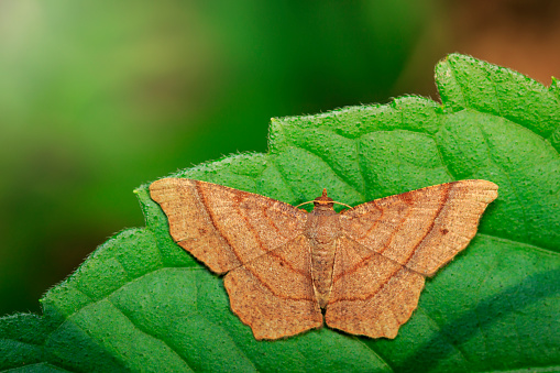 Image of brown butterfly(Moth) on green leaves. Insect. Animal.