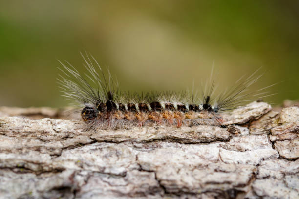 istock Image of Hairy caterpillar on tree on natural background. Insect. Worm. Animal. 891297464