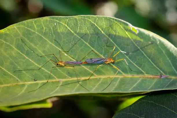Image of two crane fly on green leaves. Insect. Animal.