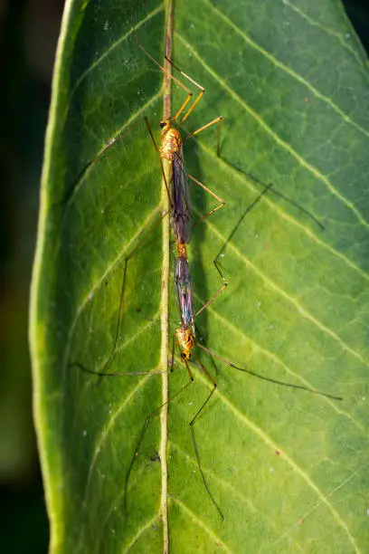 Image of two crane fly on green leaves. Insect. Animal.