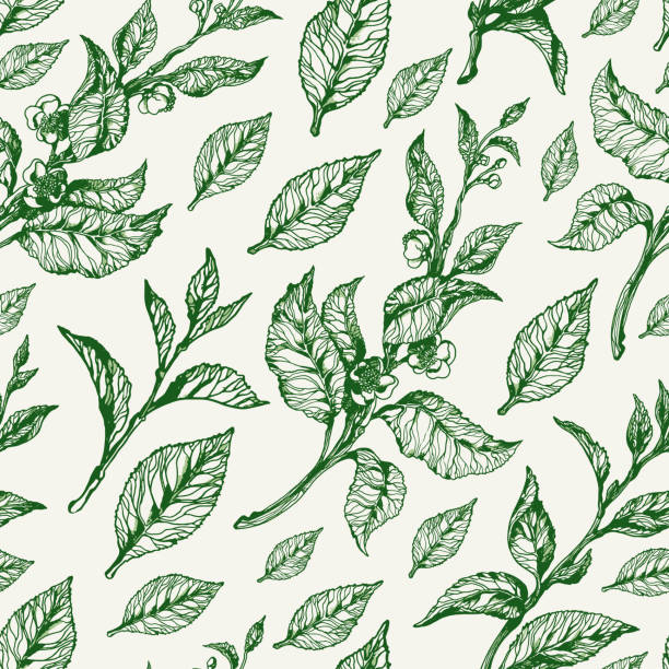 Seamless pattern of tea. Vector Trendy seamless pattern of green leaves, flowers of tea bush on white background. Realistic. Organic product. Vector black silhouette Sketch style. Real life eps.10 dried tea leaves stock illustrations