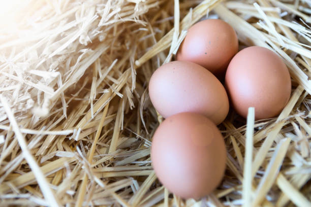 istock Four fresh brown eggs in a sunlit nest of straw 891300642