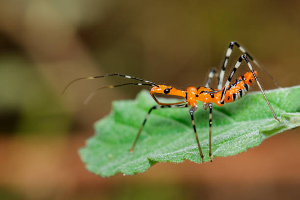 istock Image of Assassin Bug (Zelus longipes) on green leaves. Insect. Animal. 891300820