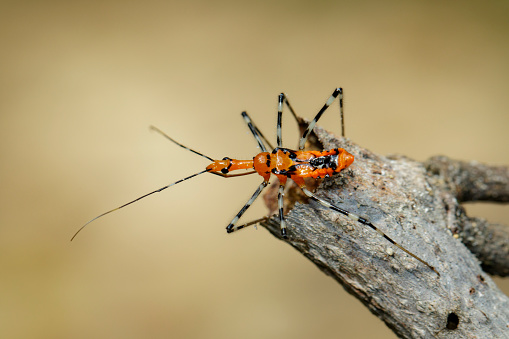 Image of Assassin Bug (Zelus longipes) on natural background. Insect. Animal.