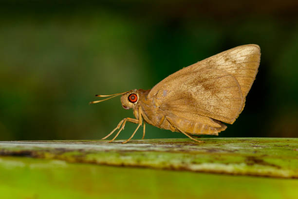 istock Image of the common Redeye Butterfly (Matapa aria Moore) on tree. Insect. Animal. 891300936