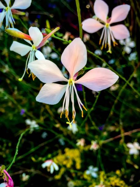 istock white and pink orchid in jungle 891304172
