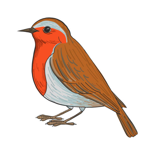 268 Clip Art Of Red Robin Birds Illustrations & Clip Art - iStock