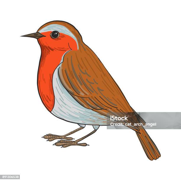 Vector Drawing Robin Stock Illustration - Download Image Now - Robin, Vector, Bird