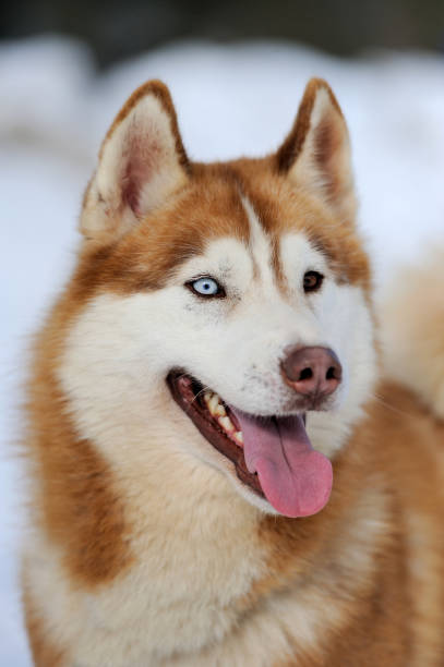 istock Siberian husky dog portrait 891310758