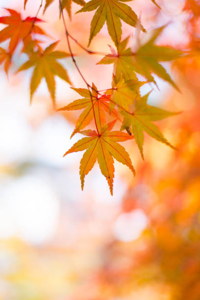 istock Maple leaves, Japan autumn season 891316114