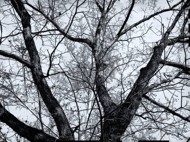 istock black and white branches of a tree in winter 891319000