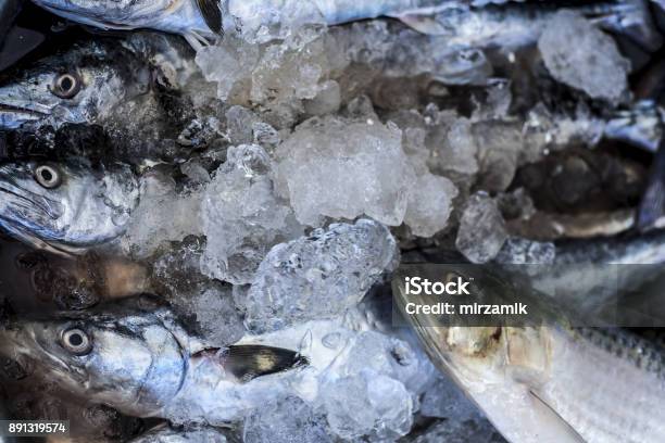 Close Up Of Scomberomorus Cavalla King Mackerel Fish In The Market Stock Photo - Download Image Now