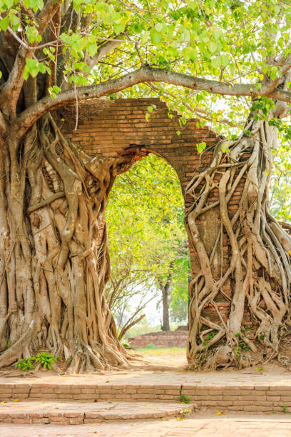 istock Ancient arch in tree root at Wat Phra Ngam, Ayutthaya, Thailand 891322396