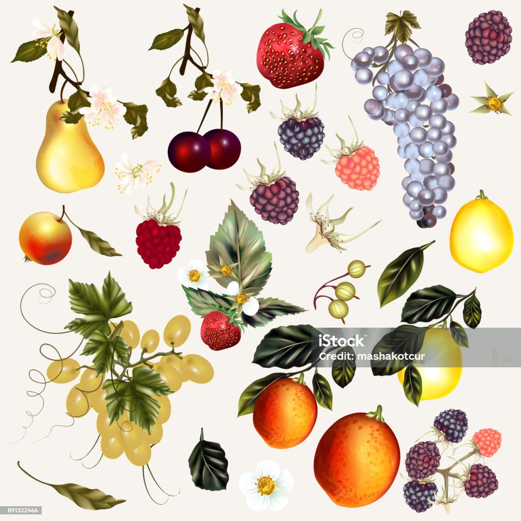 Mega  pack of vector fruits and berries created in vintage style Mega collection of vector fruits and berries created in vintage style Fruit stock vector