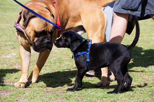 Labrador and bullmastiff puppies meet in the park.