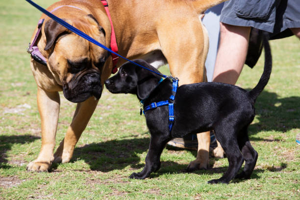 labrador and bullmastiff puppies meet in the park - dog black labrador retriever animal nose imagens e fotografias de stock