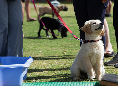 Labrador puppy sits alone on the grass during puppy training class
