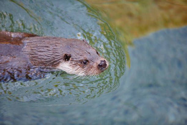 istock Wild otter swimming on a river. Wildlife nature background 891325776