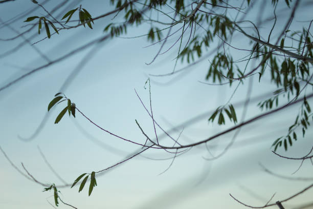 Branch of a small tree with leaves. Cracov in Poland. No people. Day. Sky in background. Morning.