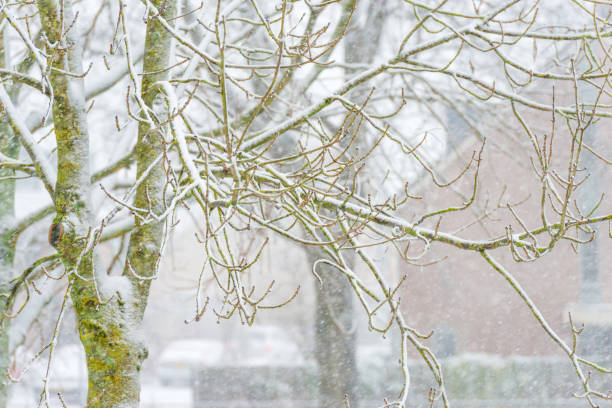 istock Trees along a street covered in snow in winter 891337372