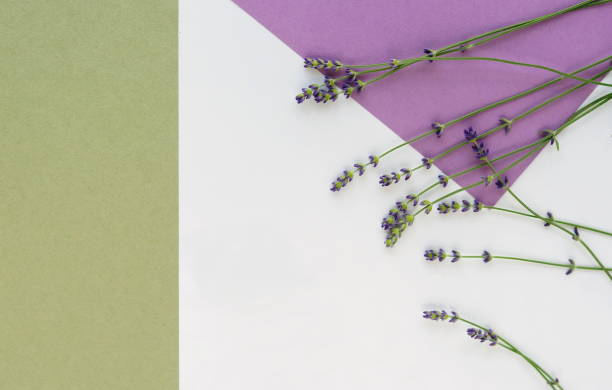 istock Lavender flowers on abstract colorful background. 891338108
