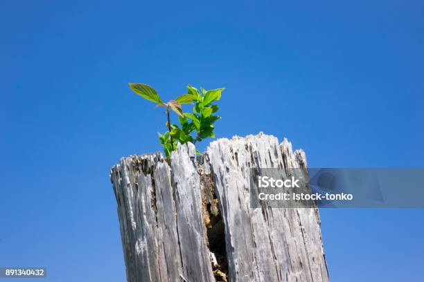 Stumpf Und Sprout Stockfoto und mehr Bilder von Auskeimen - Auskeimen, Baum, Baumstumpf